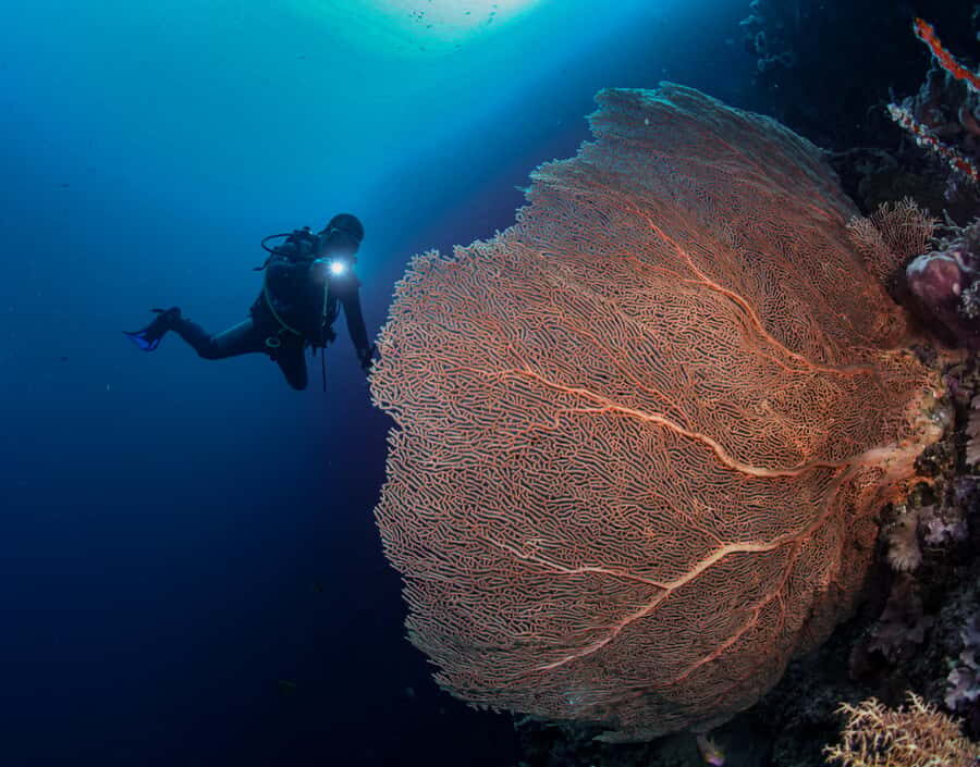 Menjangan Island: Fun Diving Experience - Overview of the Menjangan Island Fun Diving Tour