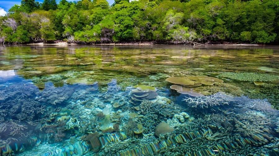 Menjangan Marine Beauty & Rainforest Exploration - What To Expect on the Day