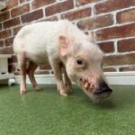 Micro Pig Café in Osaka Pet and Snap Cute Moments - Who Will Love This Experience?