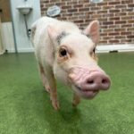 Micro Pig Café in Osaka Pet and Snap Cute Moments - Authenticity and Practicality of the Experience