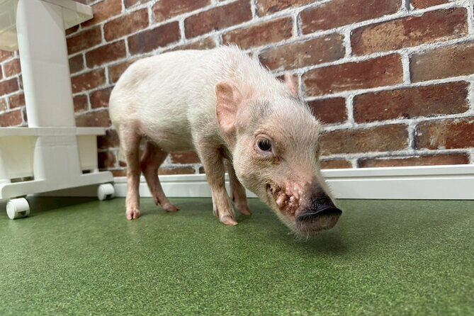 Micro Pig Café in Osaka Pet and Snap Cute Moments - Who Will Love This Experience?
