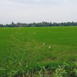 Midday Cruise with Village Life - A Deeper Dive into the Experience