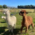 Milford Sound Nature and Te Anau Farm Visit Over 2 Days - Why This Tour Works Well