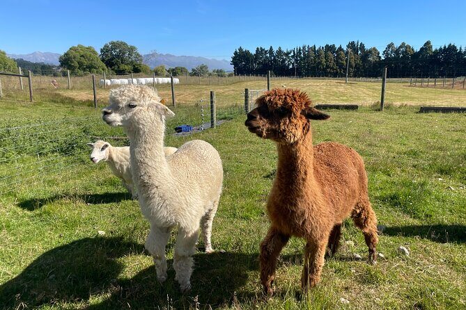 Milford Sound Nature and Te Anau Farm Visit Over 2 Days - Why This Tour Works Well