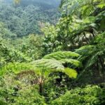 Millet Rainforest Hiking Experience - Who Will Love This Tour?