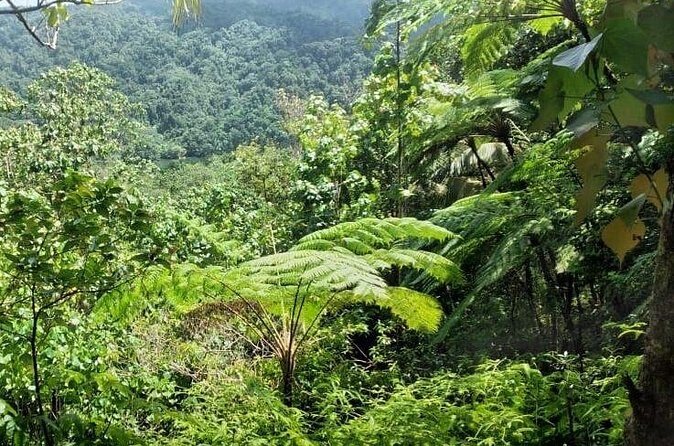 Millet Rainforest Hiking Experience - Who Will Love This Tour?