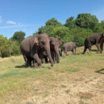 Minneriya: Elephant Safari at Minneriya Park - Hotel Pickup - What Reviewers Say