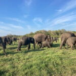 Minneriya Elephant Safari & Polonnaruwa Ancient Place Tours - Is This Tour Worth the Price?