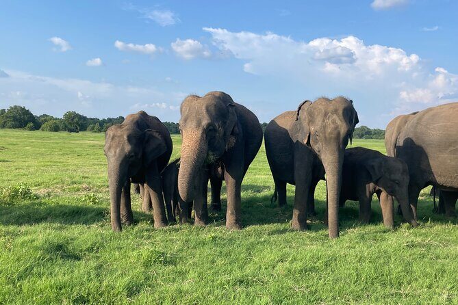 Minneriya Elephant Safari with Driver and Guide - Exploring the Tour: What You Can Expect
