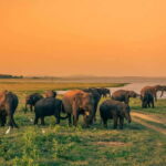 Minneriya half day elephant safari/largest gathering - The Value of the Experience