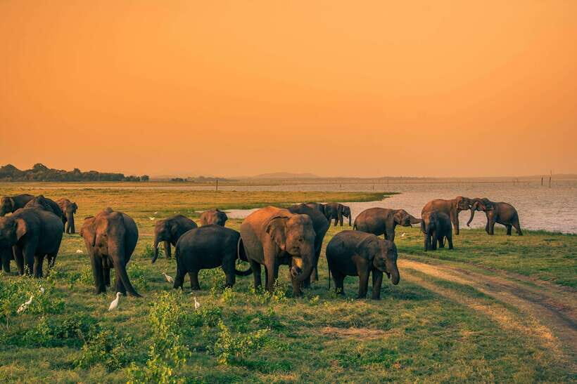 Minneriya half day elephant safari/largest gathering - The Value of the Experience