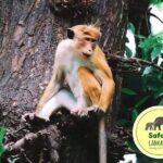 Minneriya Half Day Safari - The Transportation and Group Size: Why They Matter