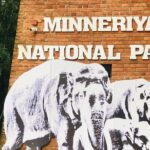 Minneriya Half Day Safari - Why This Safari Offers Real Value