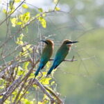 Minneriya half day tour - Practical Tips for Booking and Participating