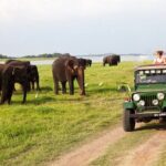 Minneriya Jeep Safari Tour from Pasikudah - Why This Tour Offers Great Value