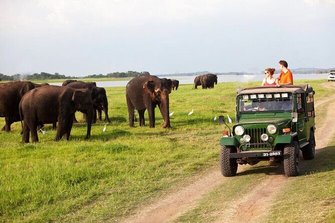 Minneriya Jeep Safari Tour from Pasikudah - Why This Tour Offers Great Value