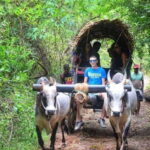 Minneriya National Park 4x4 Safari Wild Elephant Experience - The Value of the Safari: Is It Worth It?