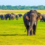 Minneriya National Park Elephant Safari from Sigiriya - Who Should Consider This Tour?