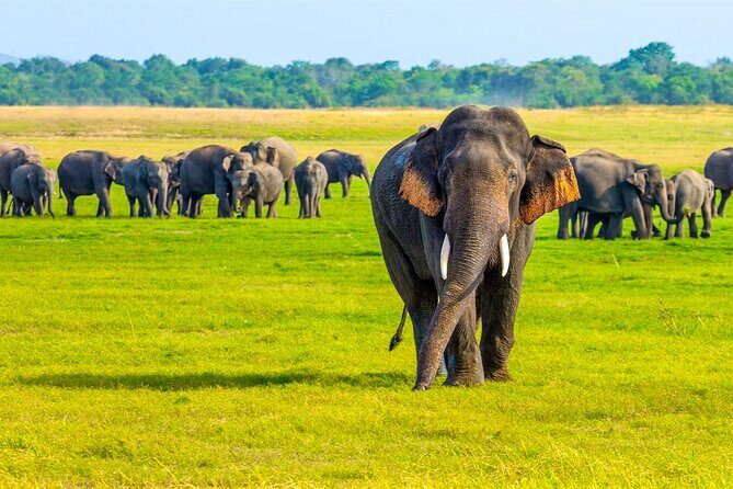 Minneriya National Park Elephant Safari from Sigiriya - Who Should Consider This Tour?
