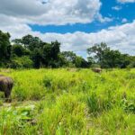Minneriya National Park Elephant Safari Tour - The Itinerary Breakdown