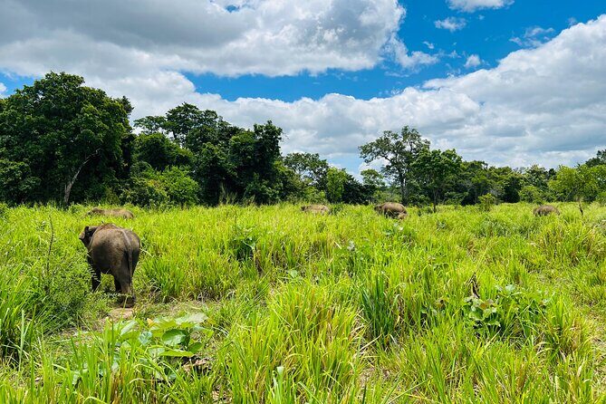 Minneriya National Park Elephant Safari Tour - The Itinerary Breakdown