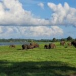 Minneriya National Park halfday Safari - What Travelers Say About the Experience