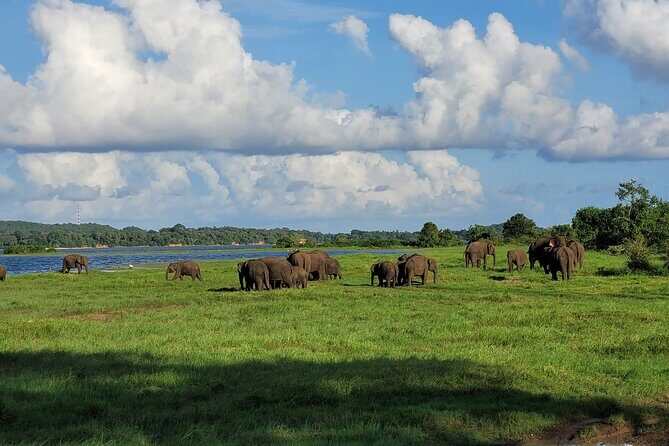 Minneriya National Park halfday Safari - What Travelers Say About the Experience