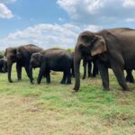 Minneriya National Park: Jeep Safari Include Entrance Fees - The Value of Entrance Fees Included