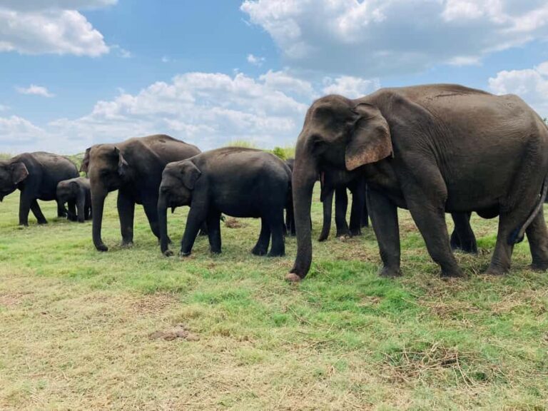 Minneriya National Park: Jeep Safari Include Entrance Fees - The Value of Entrance Fees Included
