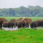 Minneriya National Park: Private 4x4 Elephant Safari - Detailed Breakdown of the Tour