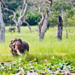 Minneriya National Park: Private 4X4 Safari From Trincomale - Why This Tour Might Be Perfect for You