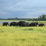 Minneriya National Park Private Jeep Safari with Elephant Viewing - Detailed Review of the Safari Experience