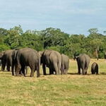 Minneriya National Park Safari - Entrance Fee Included - What’s Included and What to Bring