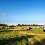 Minneriya National Park Safari from Habarana - What to Expect at Each Stop