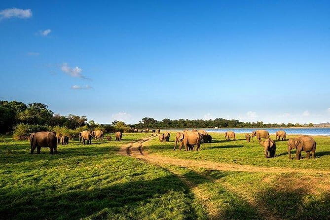 Minneriya National Park Safari from Habarana - What to Expect at Each Stop