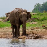 Minneriya National Park Safari from Polonnaruwa - What Sets This Tour Apart