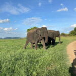 Minneriya National Park : Safari Jeep with Tickets - The Itinerary in Detail