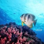 Miri Coral Reef Day Dive - Why This Tour Can Be a Great Choice