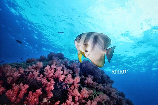 Miri Coral Reef Day Dive - Why This Tour Can Be a Great Choice