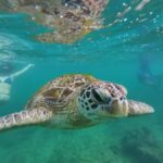 Mirissa: Coral Coast Divers Snorkeling Tour with Turtles - The Itinerary Breakdown