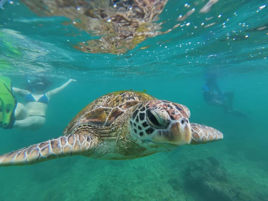 Mirissa: Coral Coast Divers Snorkeling Tour with Turtles - The Itinerary Breakdown