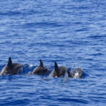 Mirissa: Luxury Sailing Boat Dolphin and Whale Watching - Why This Tour Stands Out