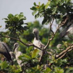 Mirissa: Nilwala River Bird Watching and Crocodile Tour - Who is this tour for?