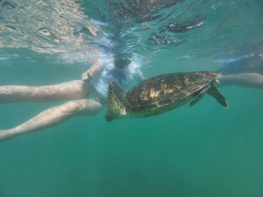 Mirissa Snorkeling Trip with Sea Turtles & Coral Reef - Detailed Breakdown of the Itinerary