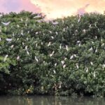 Mirissa to Matara Crocodile Watching Nilwala Boat Tours - How the Itinerary Unfolds