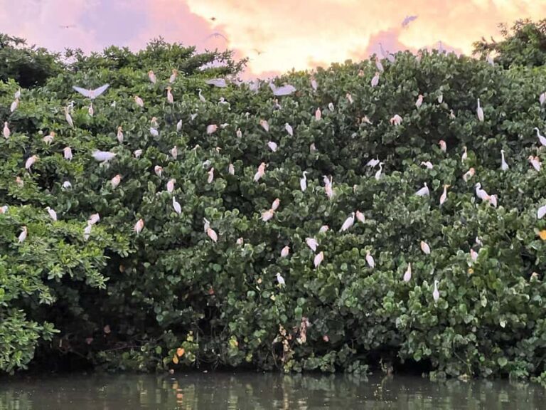 Mirissa to Matara Crocodile Watching Nilwala Boat Tours - How the Itinerary Unfolds