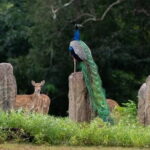 Mirissa, Weligama, Ahangama Transfer to Ella and Udawalawa Safari - Final Thoughts: Who Should Consider This Tour?