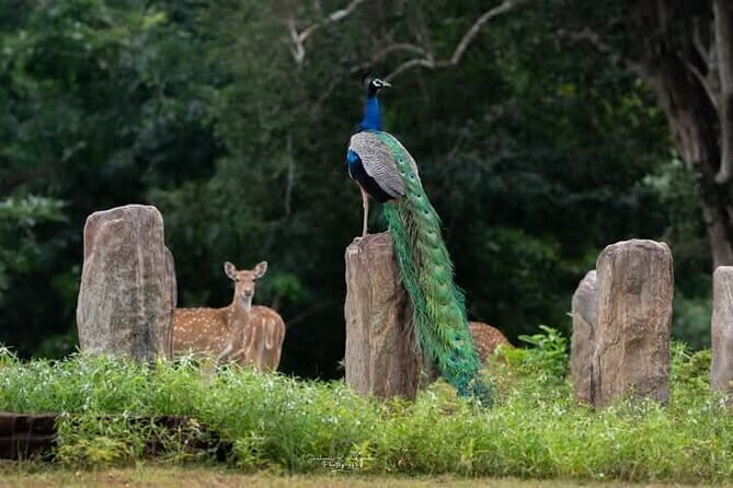 Mirissa, Weligama, Ahangama Transfer to Ella and Udawalawa Safari - Final Thoughts: Who Should Consider This Tour?