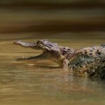 Mirissa/Weligama/Matara: Crocodile Watching & River Safari - Why This Experience Works
