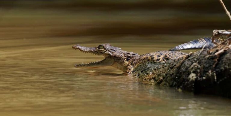 Mirissa/Weligama/Matara: Crocodile Watching & River Safari - Why This Experience Works